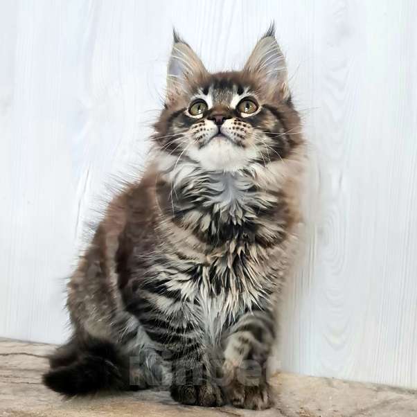 Кошки в других городах Ярославской области: Котята Мейн кун Девочка, Бесплатно - фото 5