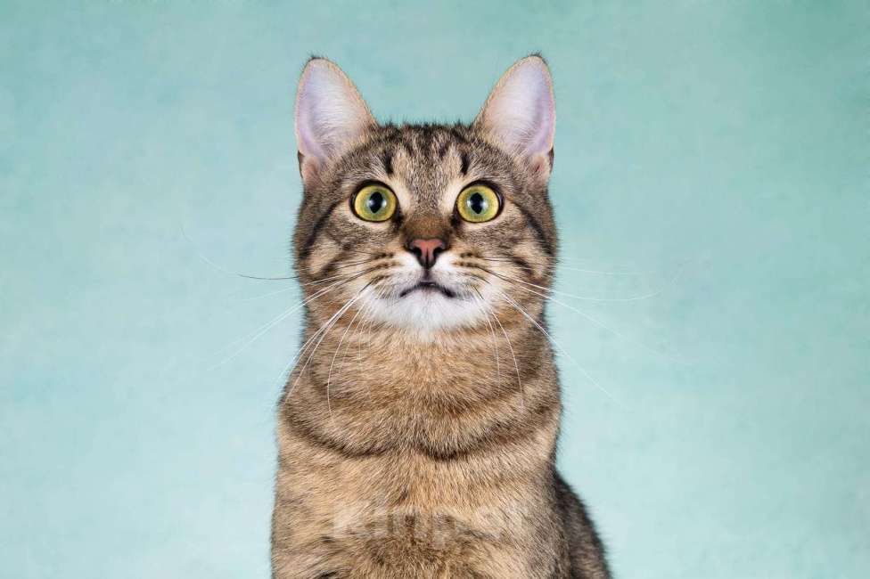 Кошки в Москве: Веселый котенок-подросток Купер в добрые руки Мальчик, Бесплатно - фото 4