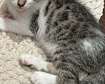 Кошки в Котельнике: Котята в добрые руки  Мальчик, 1 000 руб. - фото 4