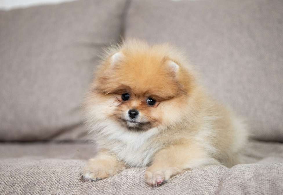 Собаки в Копейске: Померанский шпиц щенок Девочка, 45 000 руб. - фото 1