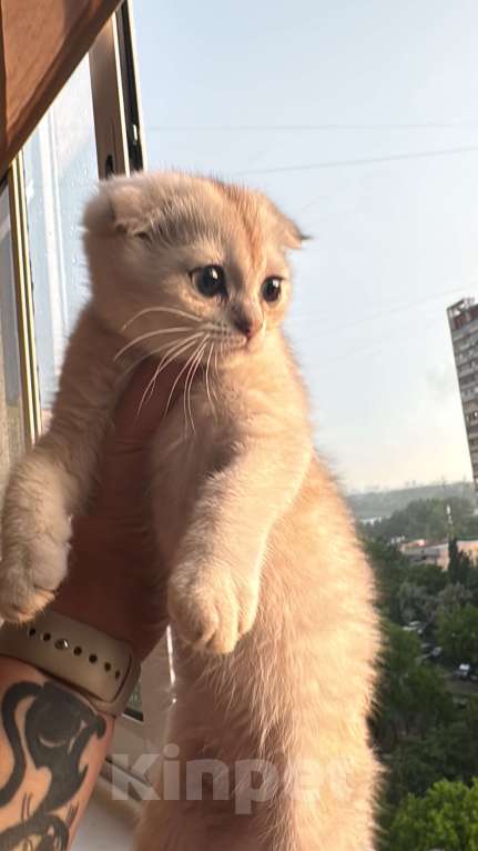 Кошки в Москве: Мальчик вислоухий шиншилл Мальчик, 24 900 руб. - фото 1