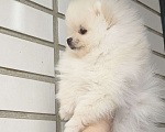 Собаки в Красноярске: Щенки померанцы Девочка, 40 000 руб. - фото 3
