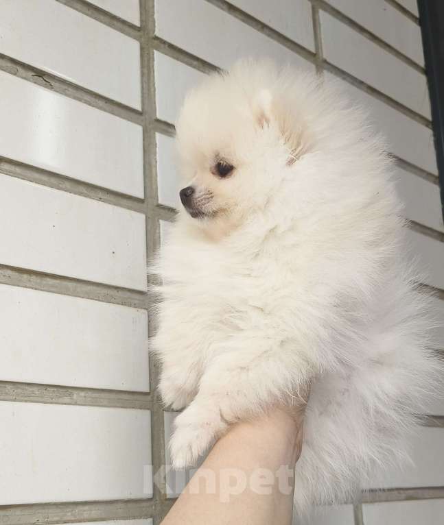 Собаки в Красноярске: Щенки померанцы Девочка, 40 000 руб. - фото 3