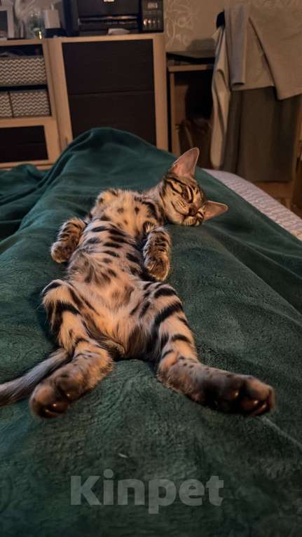 Кошки в Химках: Продам кошечку  Девочка, 15 000 руб. - фото 1