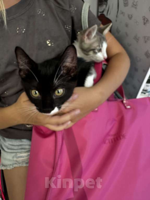 Кошки в Севастополе: В добрые ручки котята  Мальчик, Бесплатно - фото 2