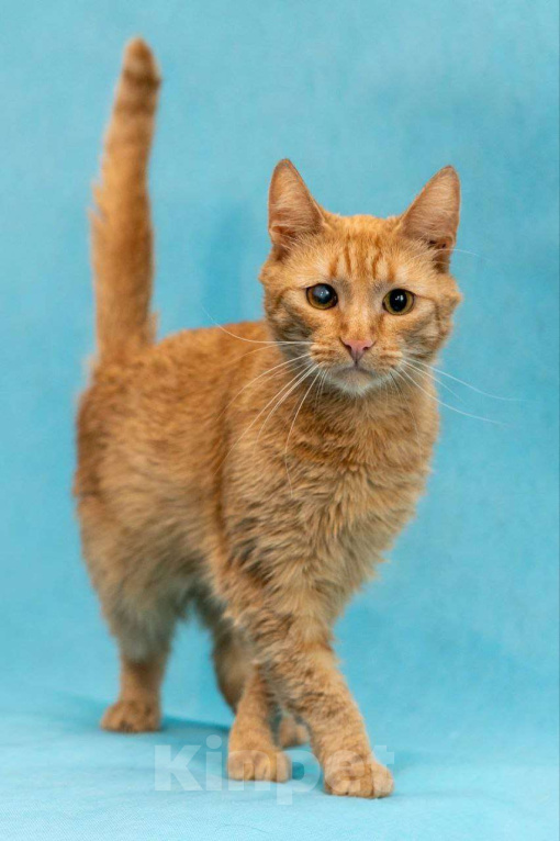 Кошки в Москве: Кто мечтал о рыжей кошке, Мандаринка в добрые руки  Девочка, Бесплатно - фото 3