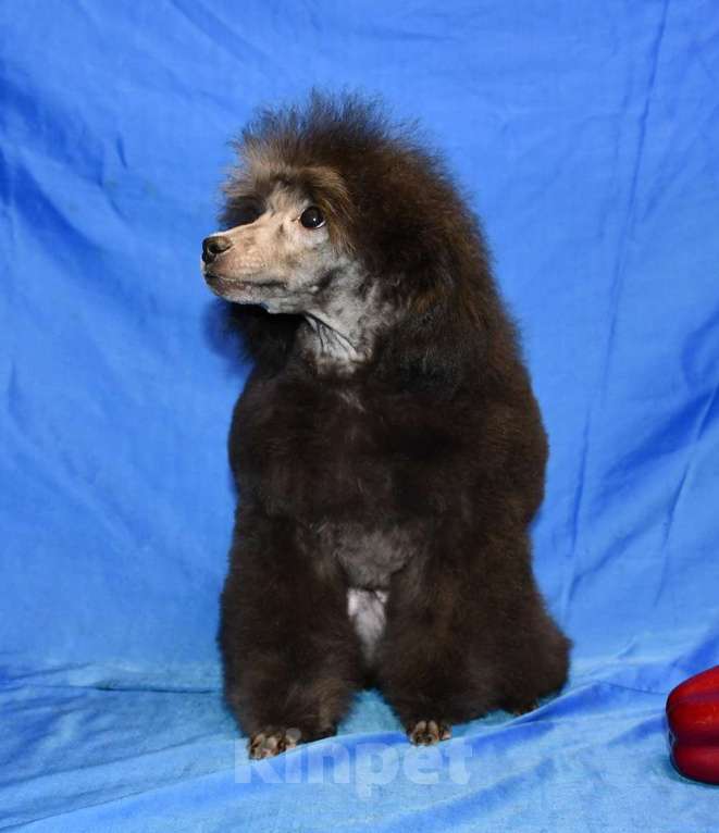 Собаки в Долгопрудном: Щенок пуделя миниатюрный серебристый Джентли Борн Рикки Мальчик, 75 000 руб. - фото 3