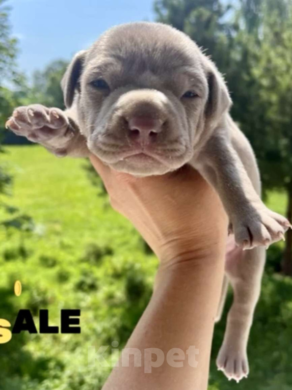 Собаки в других городах Калужской области: Щенки прайтер девочки  Девочка, 120 000 руб. - фото 10