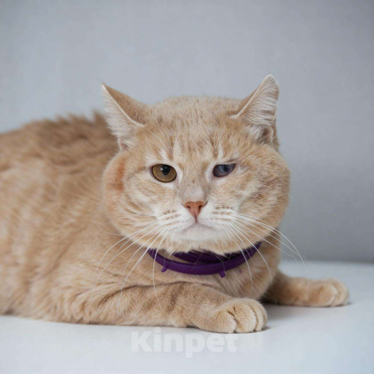 Кошки в Москве: Рыжий особенный котик в добрые руки Мальчик, Бесплатно - фото 2