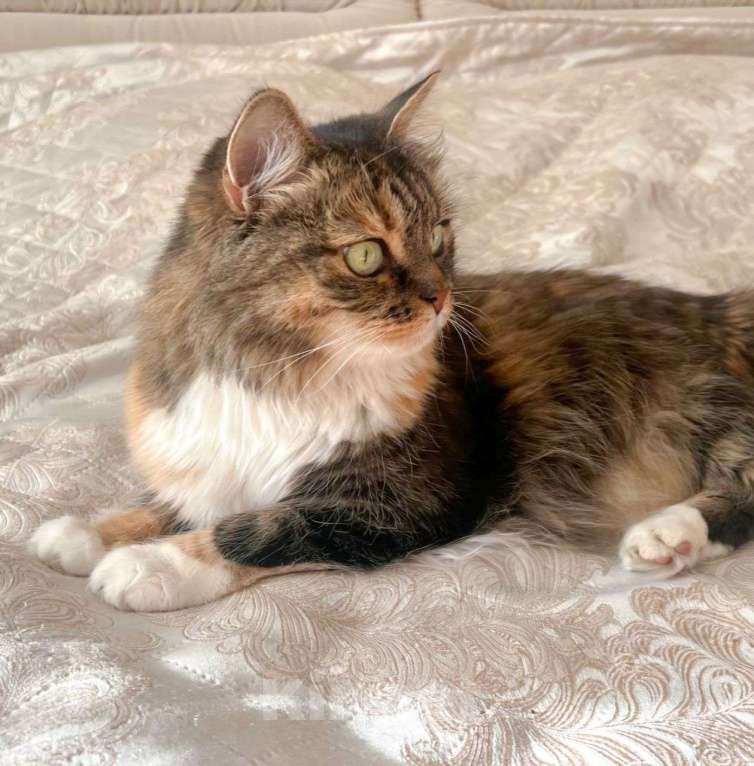 Кошки в Москве: Василиса осталась совсем одна, потеряв свою хозяйку 💔 Девочка, Бесплатно - фото 5