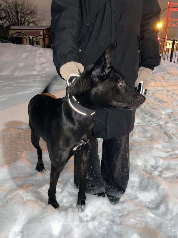 Собаки в Мурином: СРОЧНО взрослая СОБАЧЕНЬКА Девочка, Бесплатно - фото 4