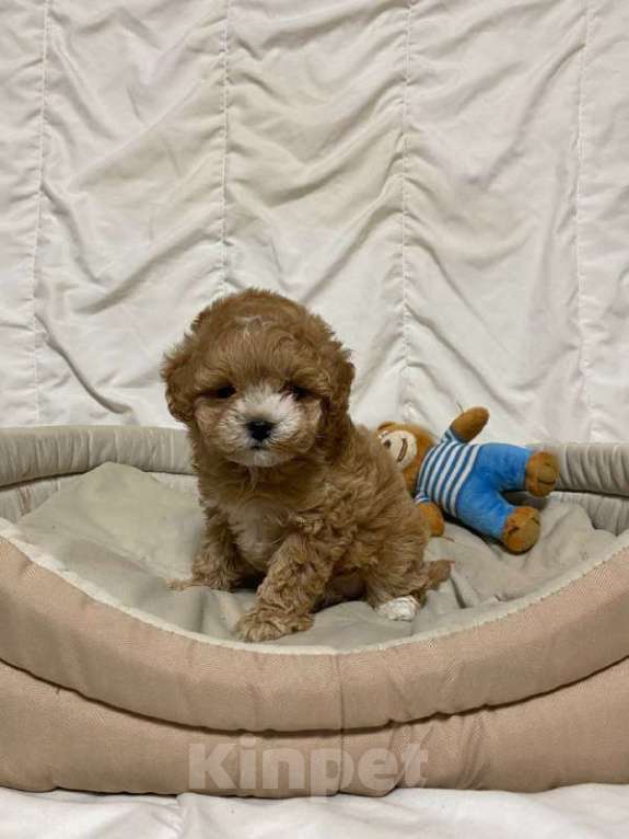 Собаки в Ростове-на-Дону: Щенок мальтипу f1 Девочка, 130 000 руб. - фото 3