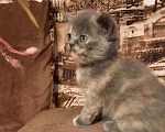 Кошки в Гатчине: Котята девочка метис от шотландской прямоухой Девочка, 1 000 руб. - фото 8