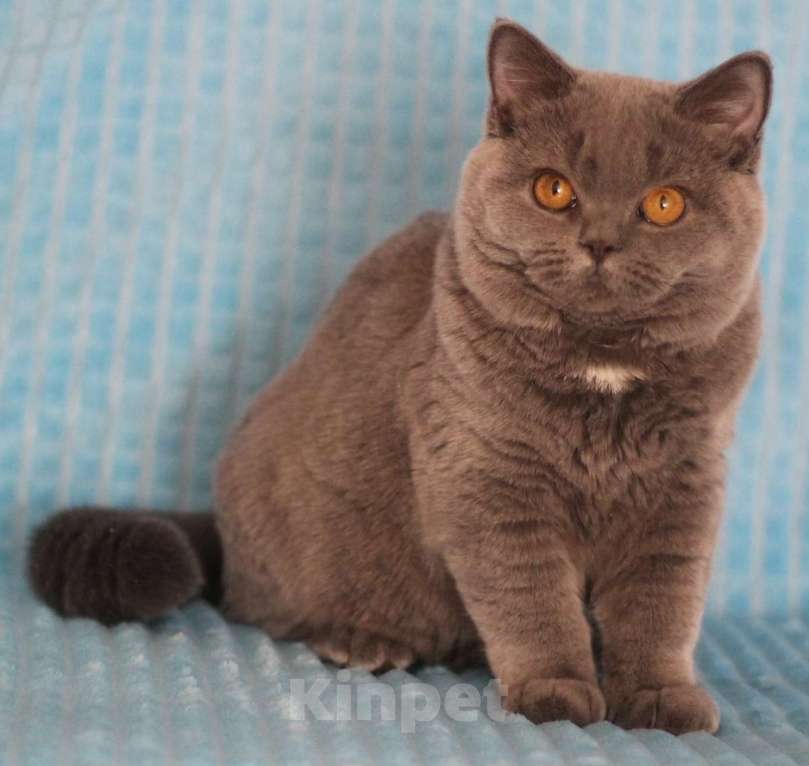 Кошки в Магнитогорске: Wispa Marshmallow  Девочка, Бесплатно - фото 3