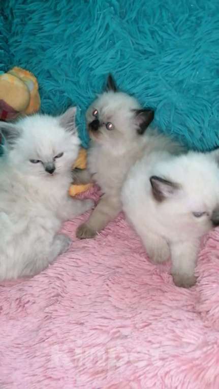 Кошки в Москве: Шотландские котята хайленд  Мальчик, 8 000 руб. - фото 1