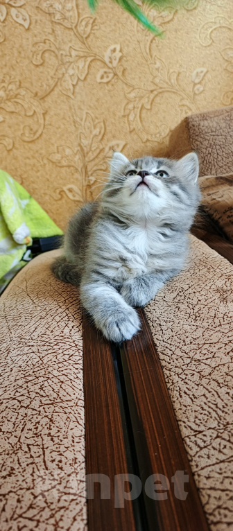 Кошки в Севастополе: Шотландский котёнок Мальчик, 15 000 руб. - фото 8