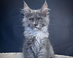 Кошки в Москве: Котенок мейн-кун Девочка, 30 000 руб. - фото 7
