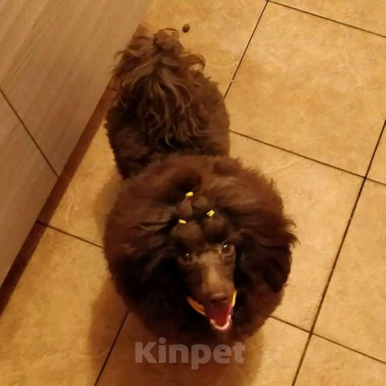 Собаки в Москве: Девочки коричневого окраса той и миниатюра, от здоровых тестирлваннвх родителей.  Девочка, Бесплатно - фото 2