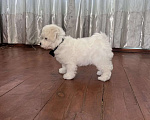 Собаки в Перми: Щенки Бишон фризе Мальчик, 80 000 руб. - фото 1