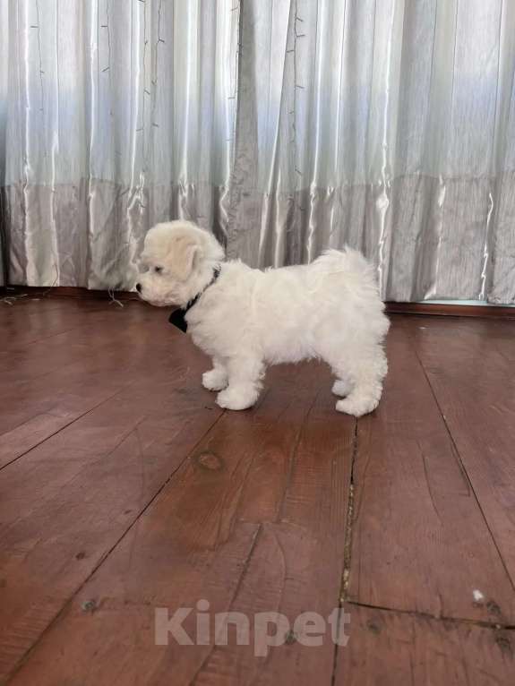 Собаки в Перми: Щенки Бишон фризе Мальчик, 80 000 руб. - фото 1