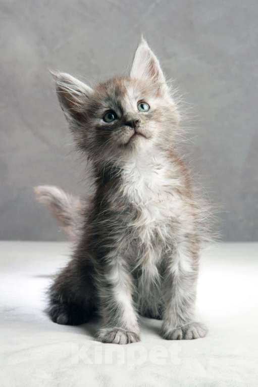 Кошки в Москве: Мальчик из серебристого тумана ищет друга!  Мальчик, 50 000 руб. - фото 1