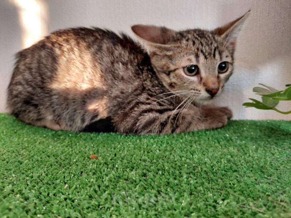 Кошки в Санкт-Петербурге: Очаровательный котёнок ищет дом !  Девочка, Бесплатно - фото 1