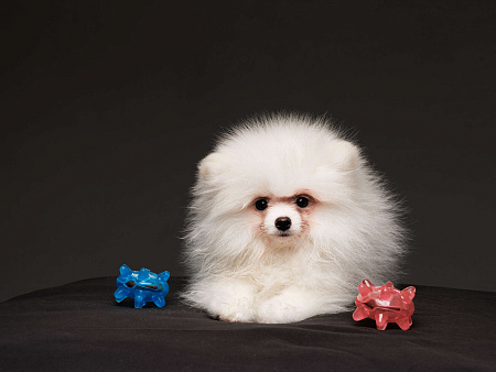 Белоснежный шпиц. РКФ, метрика, родословная.