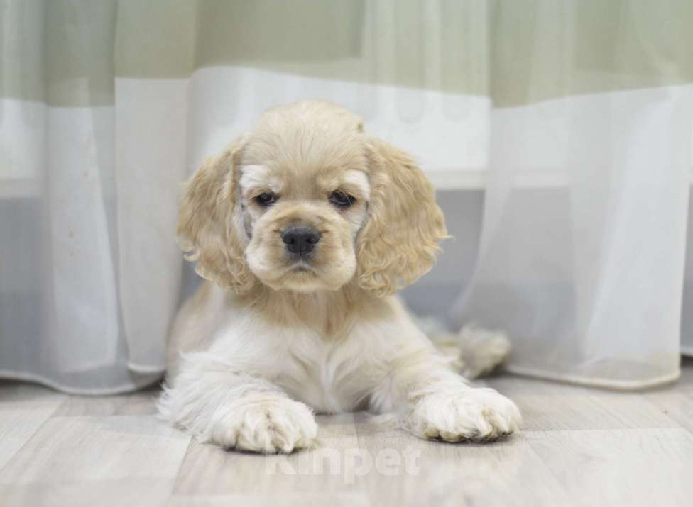 Собаки в Рязани: Кобель палевый кокер спаниель  Мальчик, 100 000 руб. - фото 3