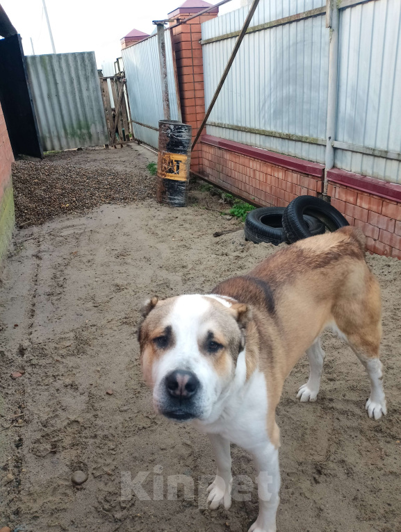 Собаки в других городах Краснодарского края: Отдам в хорошие руки  Мальчик, 1 000 руб. - фото 1