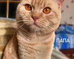 Кошки в Санкт-Петербурге: Британские короткошерстные котята Мальчик, 6 000 руб. - фото 1
