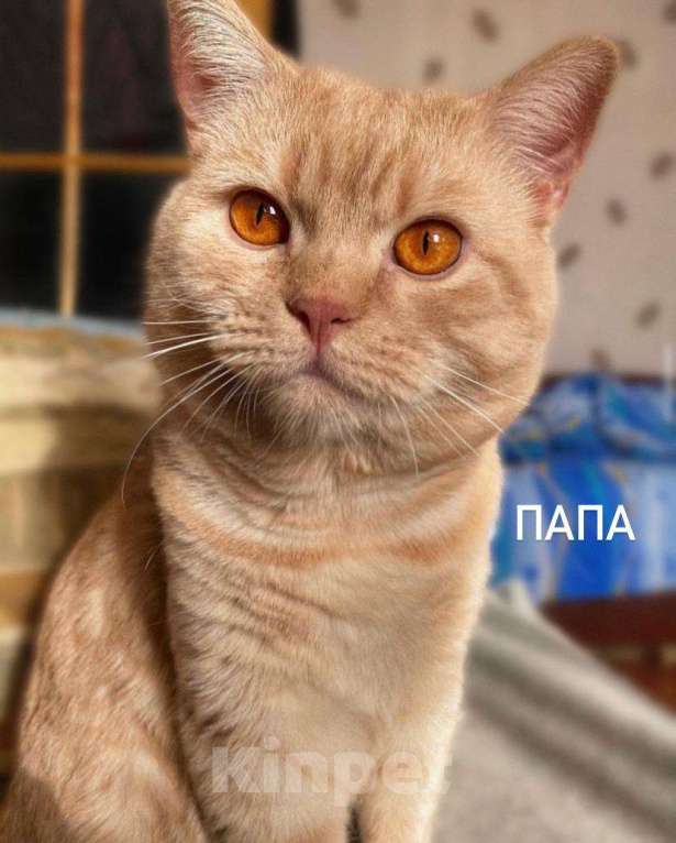 Кошки в Санкт-Петербурге: Британские короткошерстные котята Мальчик, 6 000 руб. - фото 1