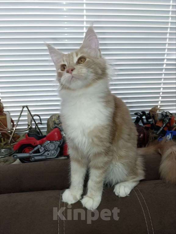 Кошки в Симферополе: Кошечки мейн-кун Девочка, 20 000 руб. - фото 6