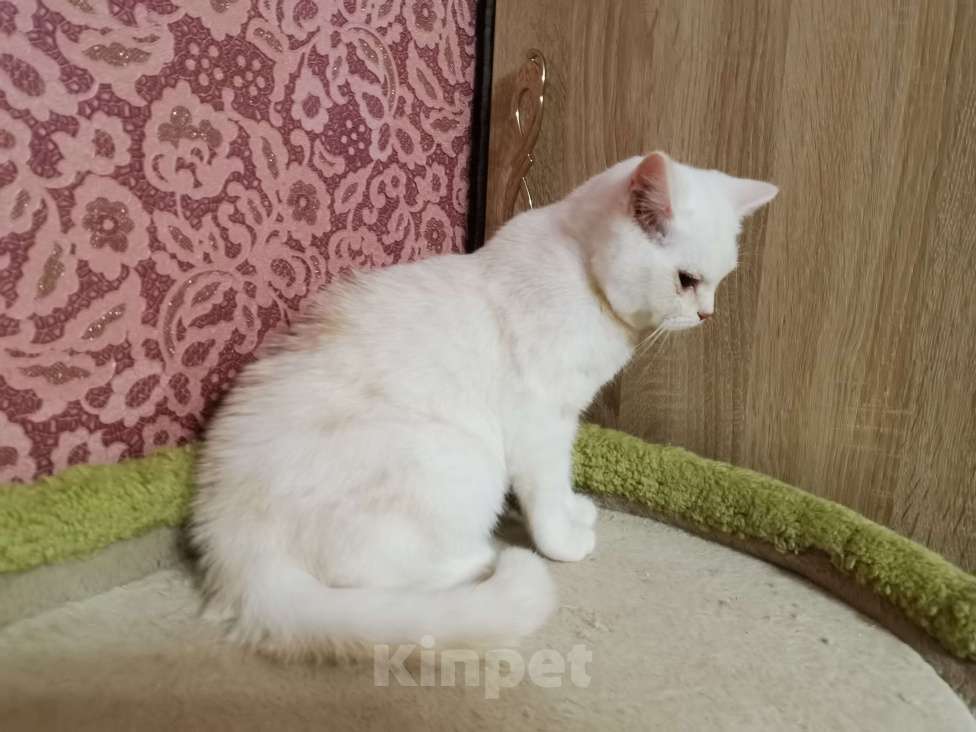 Кошки в Москве: Шотландцы котята мальчики и девочки  Мальчик, 10 000 руб. - фото 3