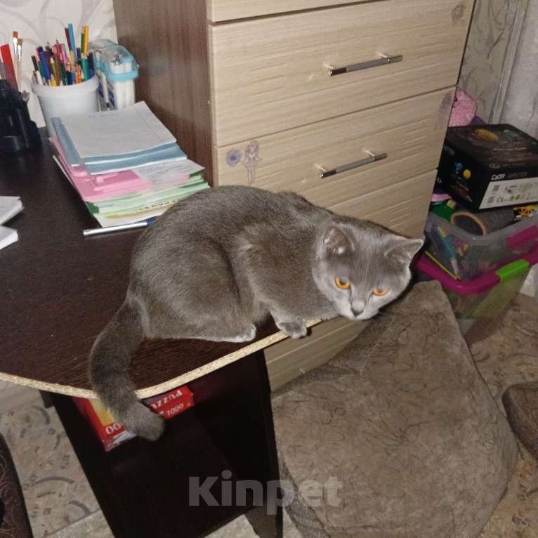 Кошки в Ульяновске: Мия Девочка, 1 000 руб. - фото 2