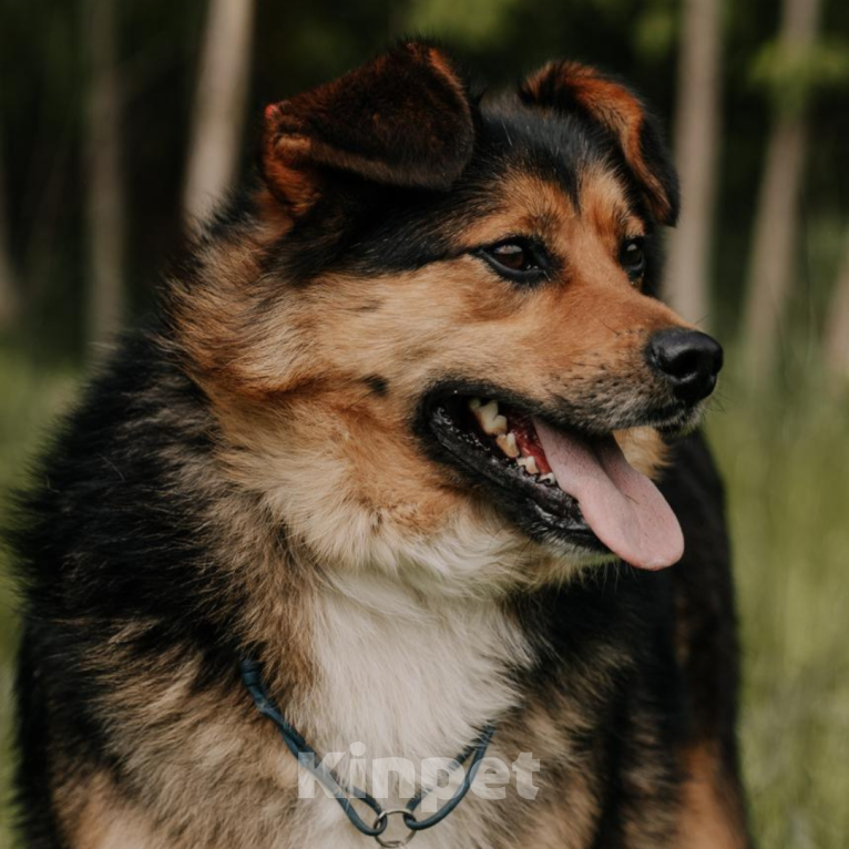 Собаки в Москве: Бантик Мальчик, Бесплатно - фото 4