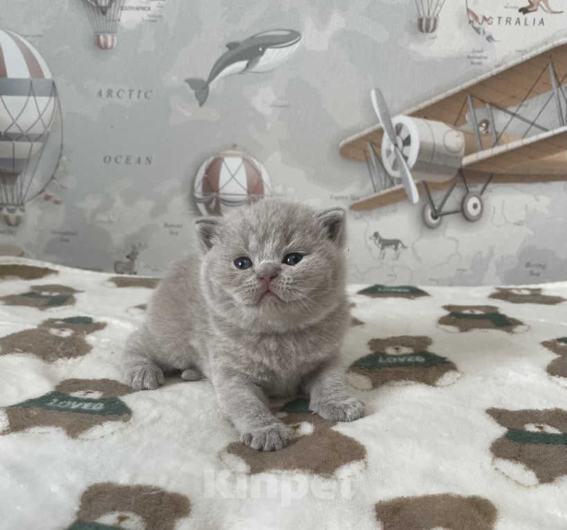 Кошки в Санкт-Петербурге: Британский мальчик Давид Мальчик, 50 000 руб. - фото 2