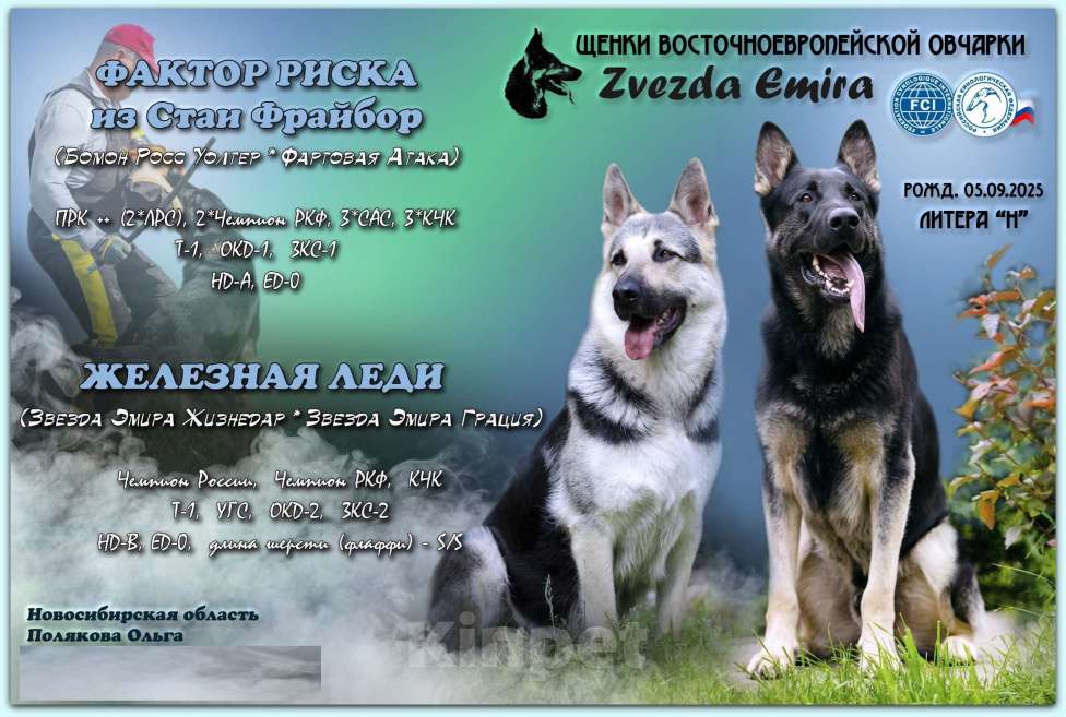 Собаки в Искитиме: Звезда Эмира  Девочка, Бесплатно - фото 4