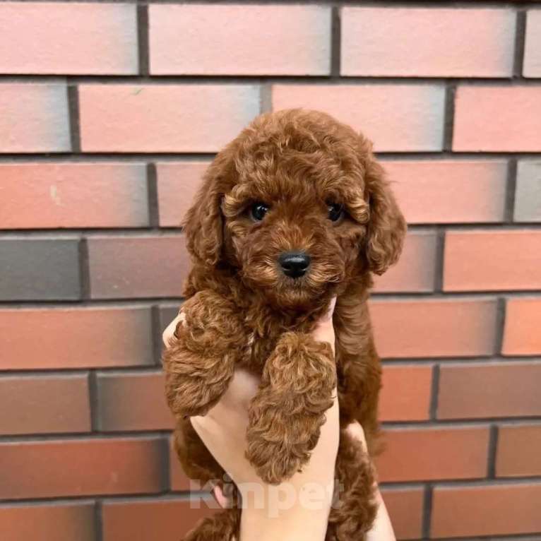 Собаки в Новосибирске: Той-пудель, щенок Девочка, 150 000 руб. - фото 5