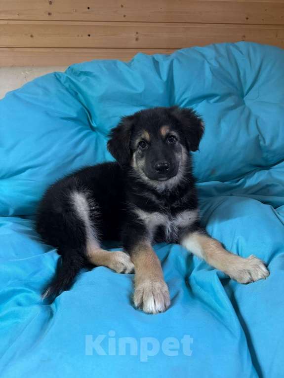 Собаки в Пушкино: Щенок девочка ищет дом! Девочка, Бесплатно - фото 4