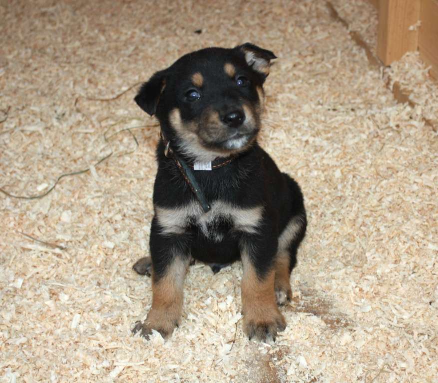 Собаки в Москве: Малыш Гоша ищет свою любимую семью  Мальчик, Бесплатно - фото 5