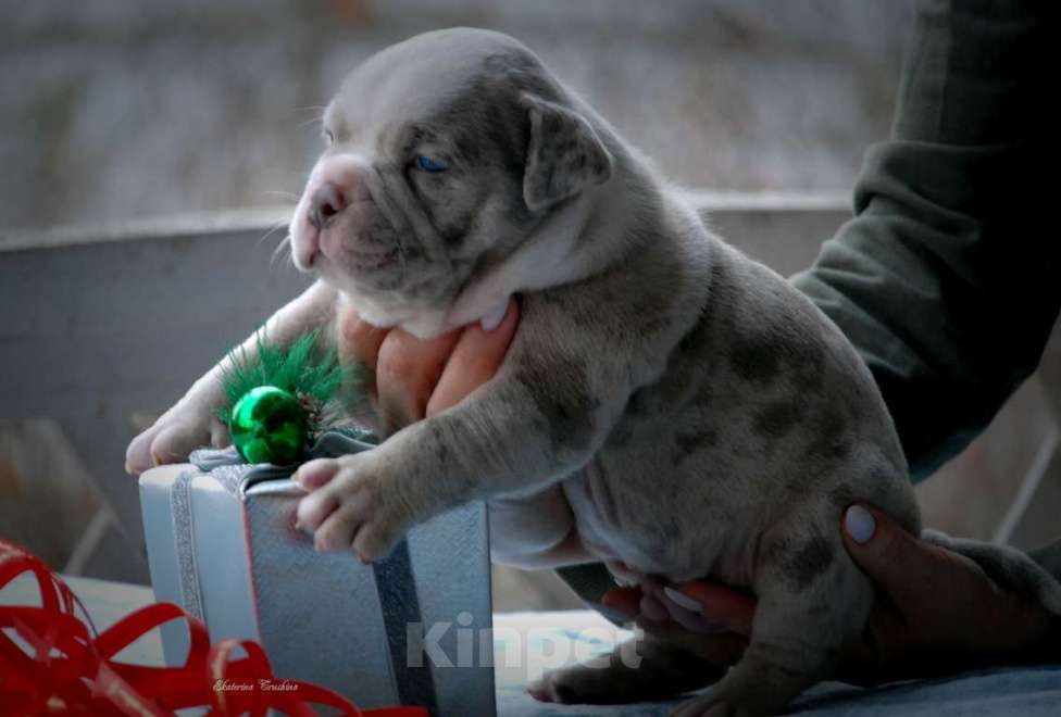 Собаки в Балашихе: Щенок американского булли Девочка, 180 000 руб. - фото 1