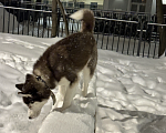 Собаки в Москве: Продаю сибирскую хаски девочка 9 месяцев Девочка, 19 900 руб. - фото 2