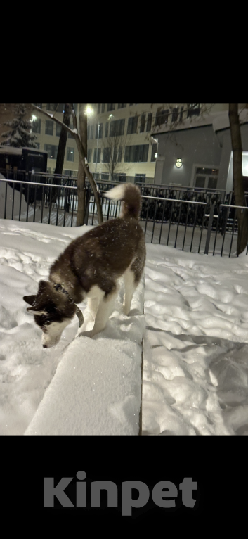 Собаки в Москве: Продаю сибирскую хаски девочка 9 месяцев Девочка, 19 900 руб. - фото 2