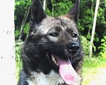 Собаки в Чехове: Лайка метис редкого окраса, 2,5 года, девочка Девочка, 1 руб. - фото 4