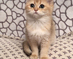 Кошки в Касимове: Британская девочка. Девочка, 50 000 руб. - фото 5