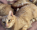 Кошки в Красноуральске: Котята, 200 руб. - фото 5
