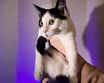 Кошки в Краснодаре: Сонечка ищет верного друга Девочка, Бесплатно - фото 3