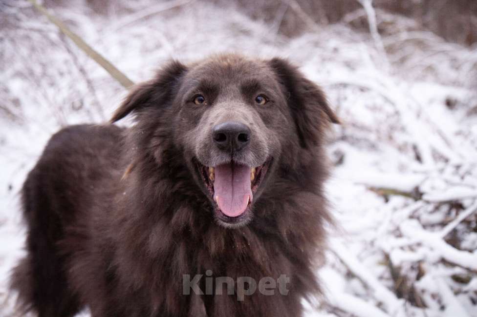 Собаки в Балашихе: Очаровательный Смокки в добрые руки Мальчик, Бесплатно - фото 3