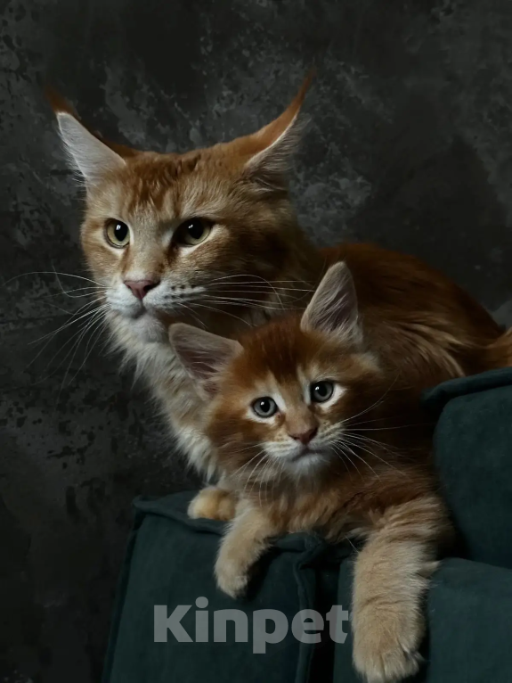 Кошки в Бийске: Котята Мейн-кун Разнополые, 10 000 руб. - фото 2