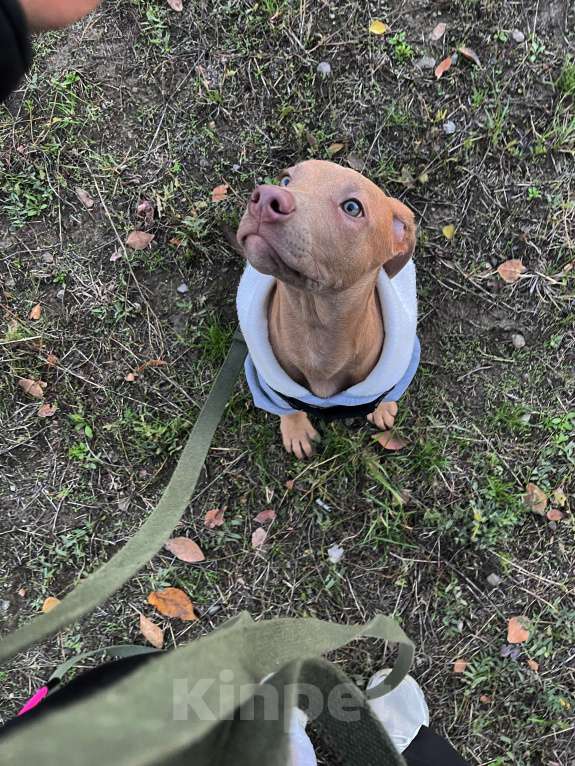 Собаки в Ростове-на-Дону: Продам щенка питбуль  Мальчик, 20 000 руб. - фото 3